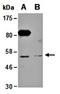 Protein arginine N-methyltransferase 2 antibody, orb66935, Biorbyt, Western Blot image 