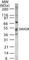SMAD Family Member 1 antibody, GTX13723, GeneTex, Western Blot image 