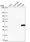 Spondin 2 antibody, HPA066095, Atlas Antibodies, Western Blot image 