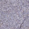YY1 Transcription Factor antibody, HPA001119, Atlas Antibodies, Immunohistochemistry frozen image 