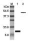 Leptin antibody, ALX-804-702-C100, Enzo Life Sciences, Western Blot image 