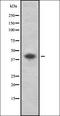 Purinergic Receptor P2Y2 antibody, orb336444, Biorbyt, Western Blot image 