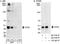 Caudal Type Homeobox 2 antibody, A300-692A, Bethyl Labs, Immunoprecipitation image 