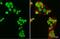 GATA Binding Protein 4 antibody, GTX113194, GeneTex, Immunofluorescence image 