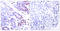 Signal Transducer And Activator Of Transcription 1 antibody, LS-C118249, Lifespan Biosciences, Immunohistochemistry frozen image 