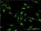 Ring Finger Protein 40 antibody, H00009810-M09, Novus Biologicals, Immunocytochemistry image 