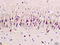 5-Hydroxytryptamine Receptor 2A antibody, 251427, Abbiotec, Immunohistochemistry paraffin image 