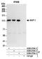 Tripartite Motif Containing 28 antibody, A300-274A, Bethyl Labs, Immunoprecipitation image 