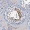 Oleoyl-ACP Hydrolase antibody, NBP1-83780, Novus Biologicals, Immunohistochemistry frozen image 