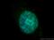 Non-POU Domain Containing Octamer Binding antibody, 11058-1-AP, Proteintech Group, Immunofluorescence image 