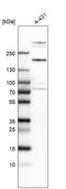Trio Rho Guanine Nucleotide Exchange Factor antibody, HPA064664, Atlas Antibodies, Western Blot image 