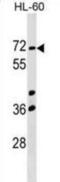 Calicin antibody, abx029662, Abbexa, Western Blot image 