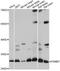 Proteasome Subunit Beta 7 antibody, A14771, ABclonal Technology, Western Blot image 