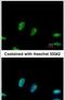 Ribosomal RNA Processing 1 antibody, PA5-30278, Invitrogen Antibodies, Immunofluorescence image 
