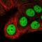 Microspherule Protein 1 antibody, HPA039057, Atlas Antibodies, Immunocytochemistry image 