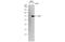 Yes Associated Protein 1 antibody, GTX130444, GeneTex, Western Blot image 