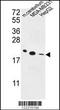 ORAI Calcium Release-Activated Calcium Modulator 2 antibody, LS-B14407, Lifespan Biosciences, Western Blot image 