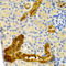Parvalbumin antibody, STJ25239, St John