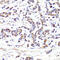 Insulin Like Growth Factor 2 Receptor antibody, 14-750, ProSci, Immunohistochemistry paraffin image 