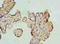 Antizyme Inhibitor 1 antibody, A62142-100, Epigentek, Immunohistochemistry paraffin image 