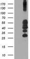 PTPN1 antibody, TA503037S, Origene, Western Blot image 