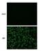 Japanese Encephalitis Virus NS4B  antibody, NBP2-42899, Novus Biologicals, Immunofluorescence image 