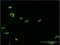 Homeobox C12 antibody, H00003228-M09, Novus Biologicals, Immunofluorescence image 