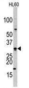 Cell Division Cycle Associated 8 antibody, AP11424PU-N, Origene, Western Blot image 