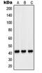 Peroxisomal membrane protein PEX14 antibody, LS-C352640, Lifespan Biosciences, Western Blot image 