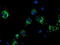 NADH-cytochrome b5 reductase 1 antibody, LS-C173885, Lifespan Biosciences, Immunofluorescence image 