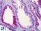 Suppression Of Tumorigenicity 14 antibody, LS-B4906, Lifespan Biosciences, Immunohistochemistry frozen image 