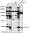 Protein Phosphatase 2 Phosphatase Activator antibody, LS-C747224, Lifespan Biosciences, Western Blot image 