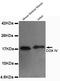 Cytochrome C Oxidase Subunit 4I1 antibody, MBS475127, MyBioSource, Western Blot image 