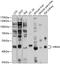 Histamine H4 receptor antibody, 13-465, ProSci, Western Blot image 
