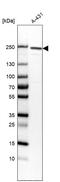 ITGB4 antibody, AMAb91454, Atlas Antibodies, Western Blot image 