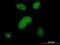 Serrate, RNA Effector Molecule antibody, H00051593-B02P, Novus Biologicals, Immunofluorescence image 