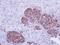 ZPR1 Zinc Finger antibody, PA5-22021, Invitrogen Antibodies, Immunohistochemistry frozen image 