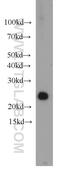 Hematological and neurological expressed 1 protein antibody, 14914-1-AP, Proteintech Group, Western Blot image 