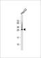Histone H1.5 antibody, 61-846, ProSci, Western Blot image 