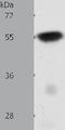 Solute Carrier Family 32 Member 1 antibody, TA322099, Origene, Western Blot image 