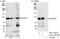 Cell Division Cycle 27 antibody, A301-184A, Bethyl Labs, Immunoprecipitation image 