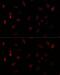 Paired Box 6 antibody, GTX55739, GeneTex, Immunofluorescence image 
