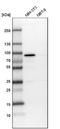 Peroxisomal targeting signal 1 receptor antibody, NBP1-87185, Novus Biologicals, Western Blot image 