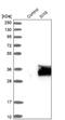 SIX Homeobox 6 antibody, NBP1-82478, Novus Biologicals, Western Blot image 