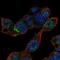 MAM And LDL Receptor Class A Domain Containing 1 antibody, NBP2-55263, Novus Biologicals, Immunofluorescence image 