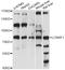 LON Peptidase N-Terminal Domain And Ring Finger 1 antibody, LS-C749434, Lifespan Biosciences, Western Blot image 