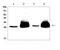 Thy-1 Cell Surface Antigen antibody, A01818, Boster Biological Technology, Western Blot image 