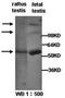 Piwi-like protein 1 antibody, orb77214, Biorbyt, Western Blot image 