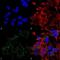 Vesicular glutamate transporter 3 antibody, NBP2-59331, Novus Biologicals, Immunocytochemistry image 