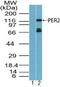 Period Circadian Regulator 2 antibody, PA5-23339, Invitrogen Antibodies, Western Blot image 